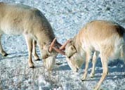 An international meeting on Saiga protection in Elista, in May 2002, recognized the urgent need for biodiversity conservation efforts in the Eurasian Steppes (photo by P.A. Sorokin)