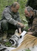 Владимир Путин в тайге усыпил тигрицу одним выстрелом .Фото: Интернет-портал Правительства РФ 
