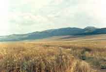    (Mesocricetus brandti)