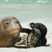 Каспийские тюлени на грани исчезновения