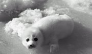 Первые недели жизни тюлень вынужден проводить на льду и поэтому часто становится легкой добычей. Фото Екатерины Годуновой