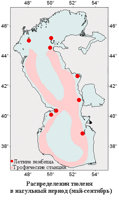 Распределение тюленя в нагульный период