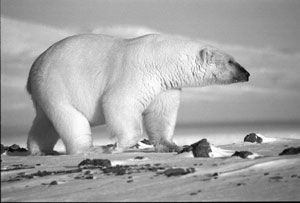 Белый медведь. Фото А. Кочнева
